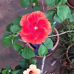 Casetta Bianca 卡斯特尔达恰